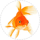 Calming & Anxiety Support