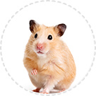 Joint & Mobility Support